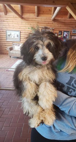 A person is holding a small dog in their arms in a living room.