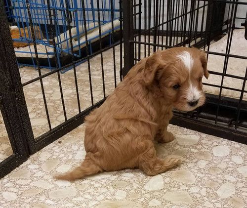 A puppy is sitting in a cage on the floor.