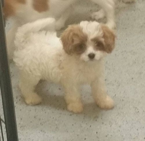 A brown and white puppy is standing on a carpet next to another puppy.