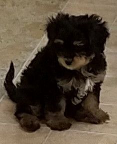 A small black and brown puppy is sitting on a tiled floor.