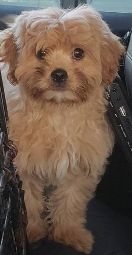 A small brown and white dog is sitting in the back seat of a car.