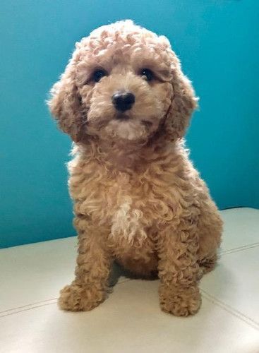A small brown poodle puppy is sitting on a white couch.