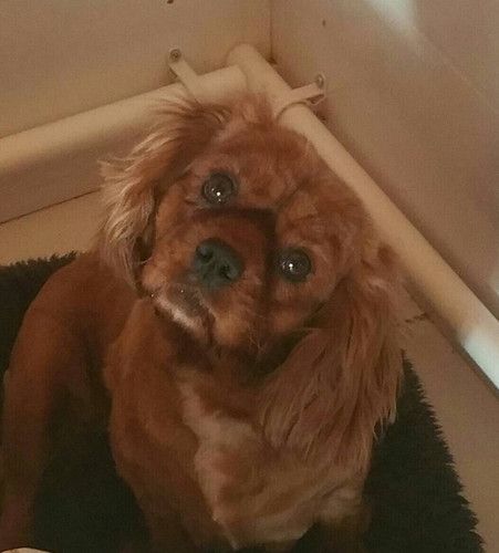 A brown dog is laying on a black blanket and looking at the camera.