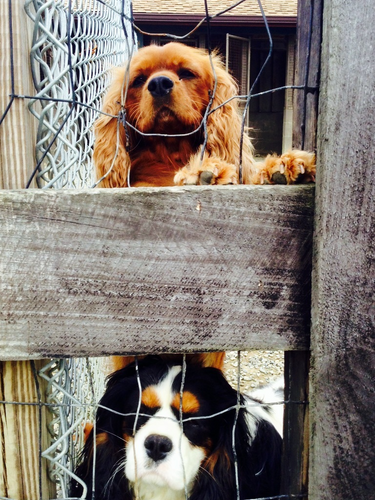 Two dogs are behind a wooden fence looking out