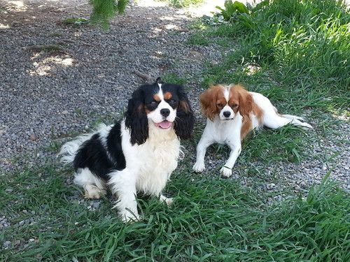 A black and white dog is sitting next to a brown and white dog laying in the grass.