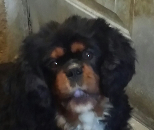 A black and brown dog is sitting on a staircase looking at the camera.