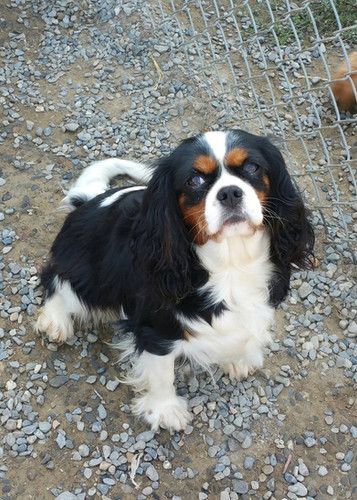 A black and white dog is standing on a gravel road next to a fence.