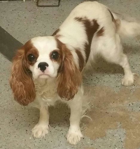 A brown and white dog standing on a concrete floor