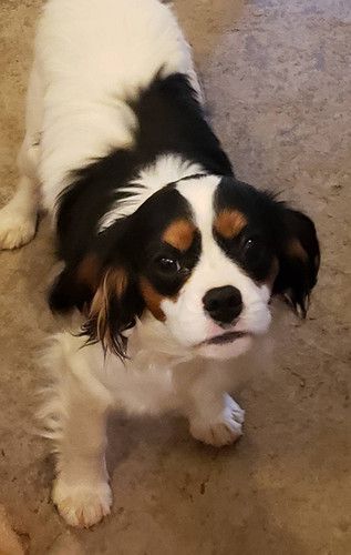 A black and white puppy is standing on a carpet and looking at the camera.