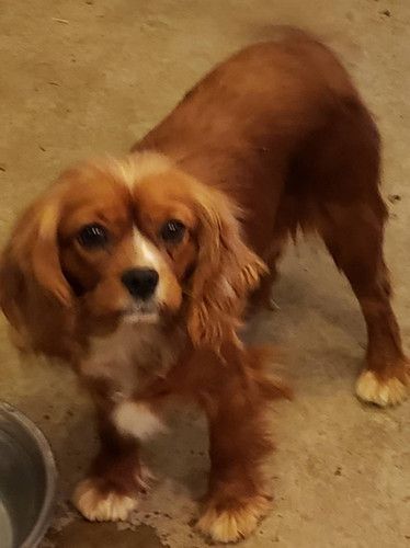 A brown and white dog is standing next to a bowl on the floor.