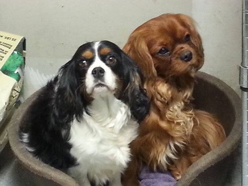 Two dogs are sitting in a dog bed looking at the camera