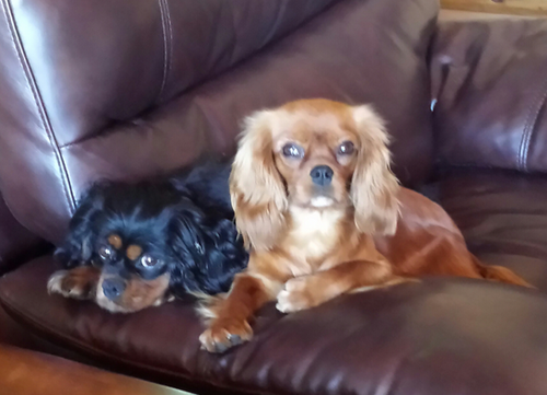 Two dogs are laying on a brown leather couch