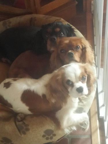 Three dogs are laying in a dog bed looking at the camera