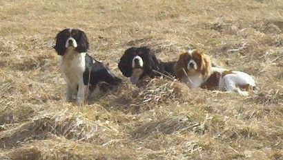 Three dogs are laying in a field of dry grass.