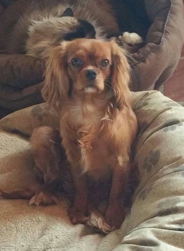 A small brown dog is sitting on a bed next to a cat.