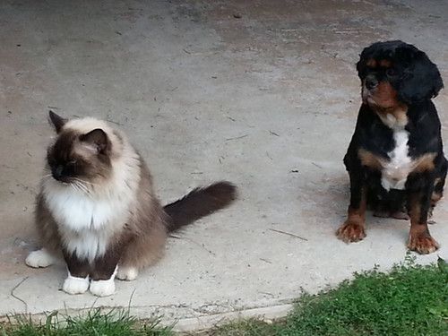 A cat and a dog are sitting next to each other on the ground