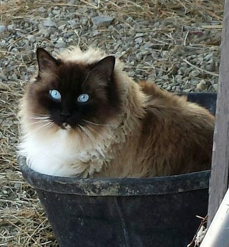 A cat with blue eyes is sitting in a black bucket