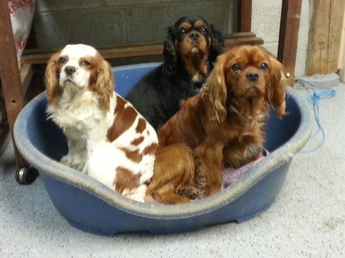 Three dogs are sitting in a blue dog bed