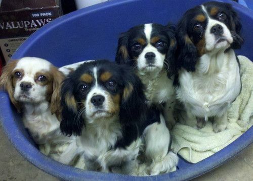 Four cavalier king charles spaniel puppies are sitting in a blue bowl