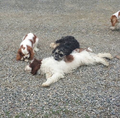 A group of puppies are laying on the ground.
