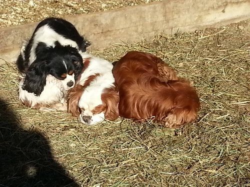 Two dogs are laying on a pile of hay.