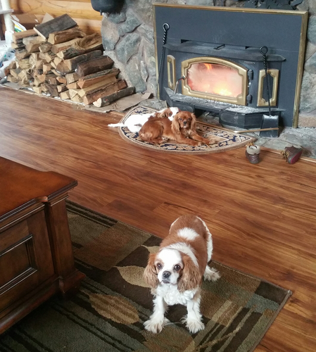 A dog is standing in front of a wood stove in a living room