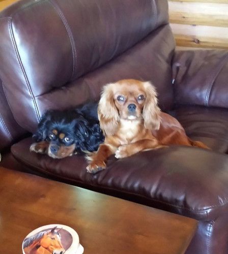 Two dogs laying on a leather couch next to a coffee table