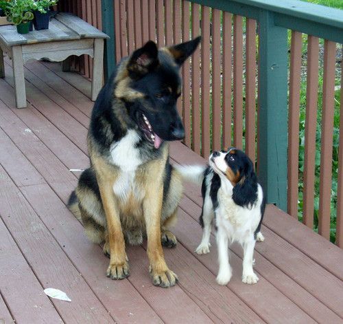 A german shepherd and a cavalier king charles spaniel on a deck