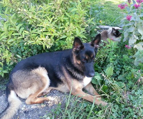 A german shepherd dog is laying in the grass next to a cat.