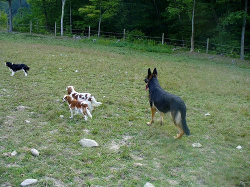 Three dogs are playing in a grassy field.