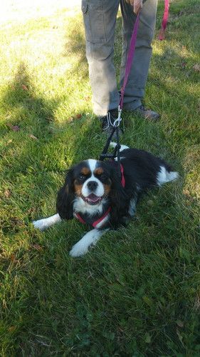 A cavalier king charles spaniel is laying in the grass on a leash.