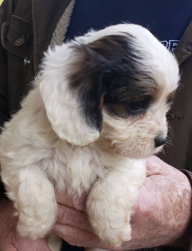 A person is holding a small black and white puppy in their hands.