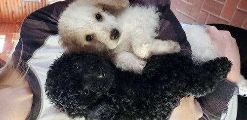 Two small puppies are laying on top of each other on a person 's lap.