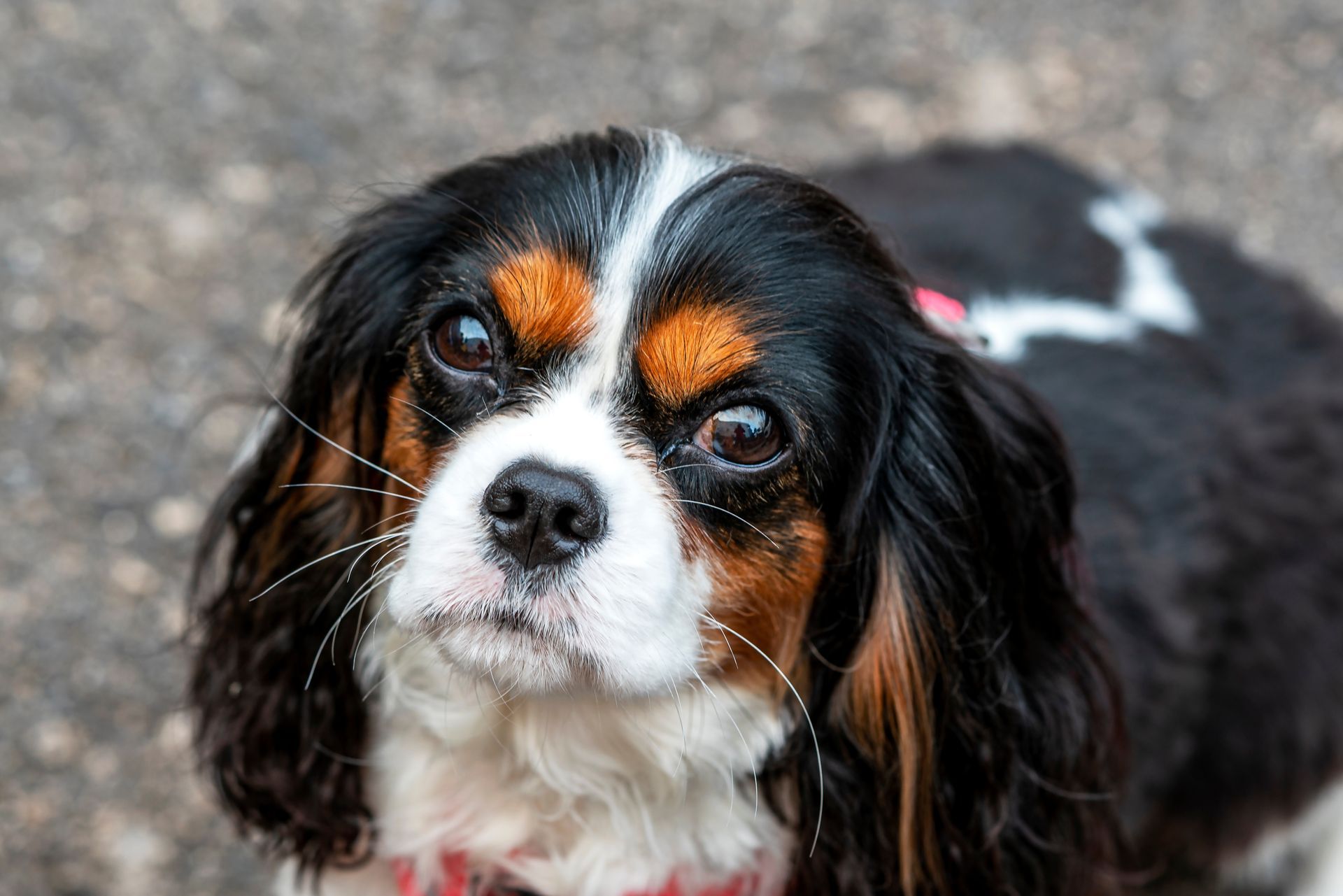 Cavalier King Charles Spaniel