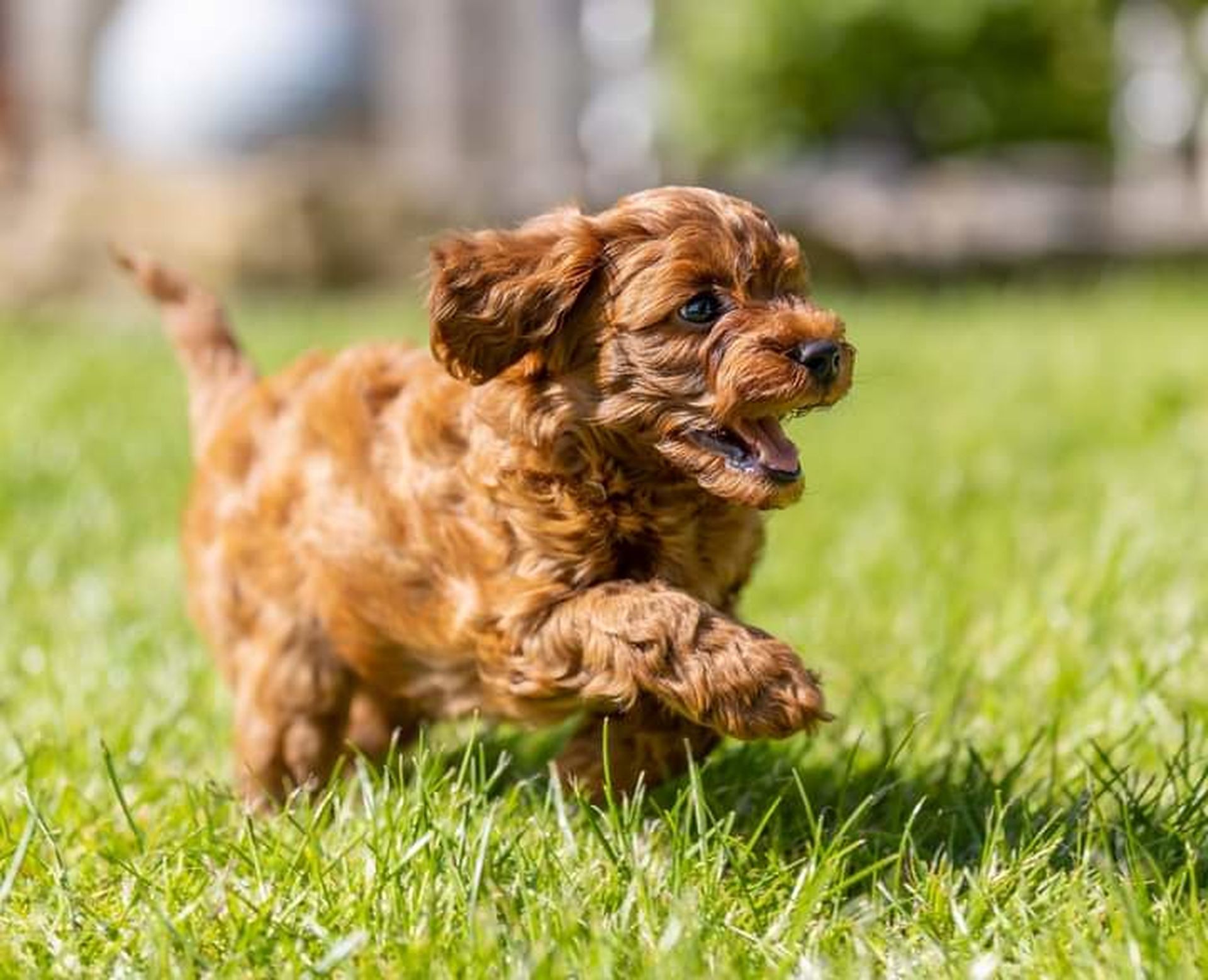 Running Puppy