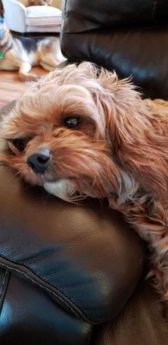 A small brown dog is laying on a brown leather couch.