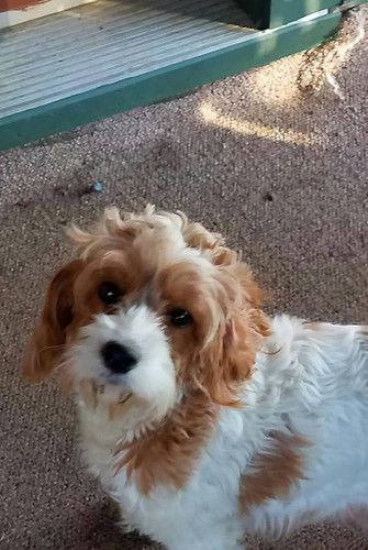 A brown and white dog is standing on a carpet and looking at the camera.