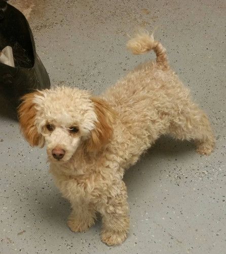 A small poodle is standing on a concrete floor