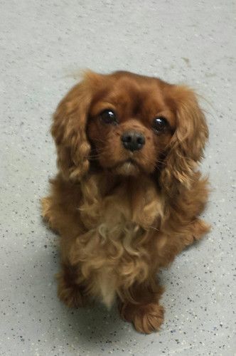A small brown dog is sitting on the floor and looking at the camera.
