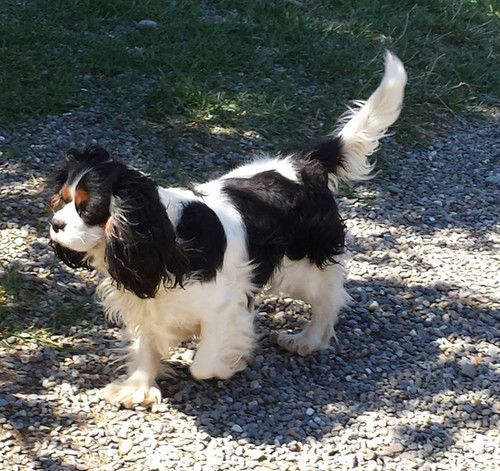 A black and white dog standing on a gravel road