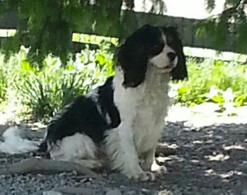A black and white dog is sitting on a gravel road.