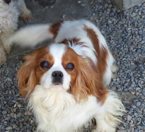 A brown and white dog laying on a pile of gravel