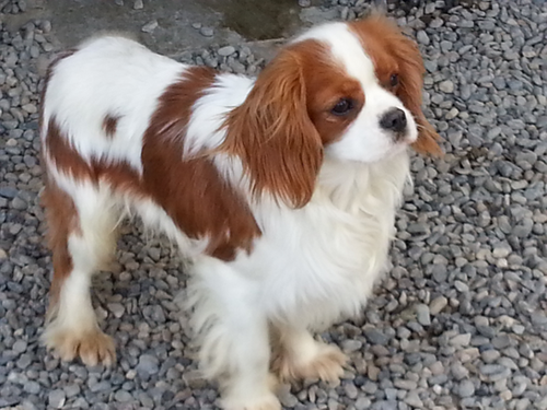 A brown and white dog standing on a pile of gravel