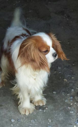 A brown and white dog is standing on a concrete surface.
