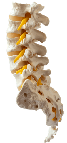 Adjustments — Lumbar Spine Model in Wenatchee, WA