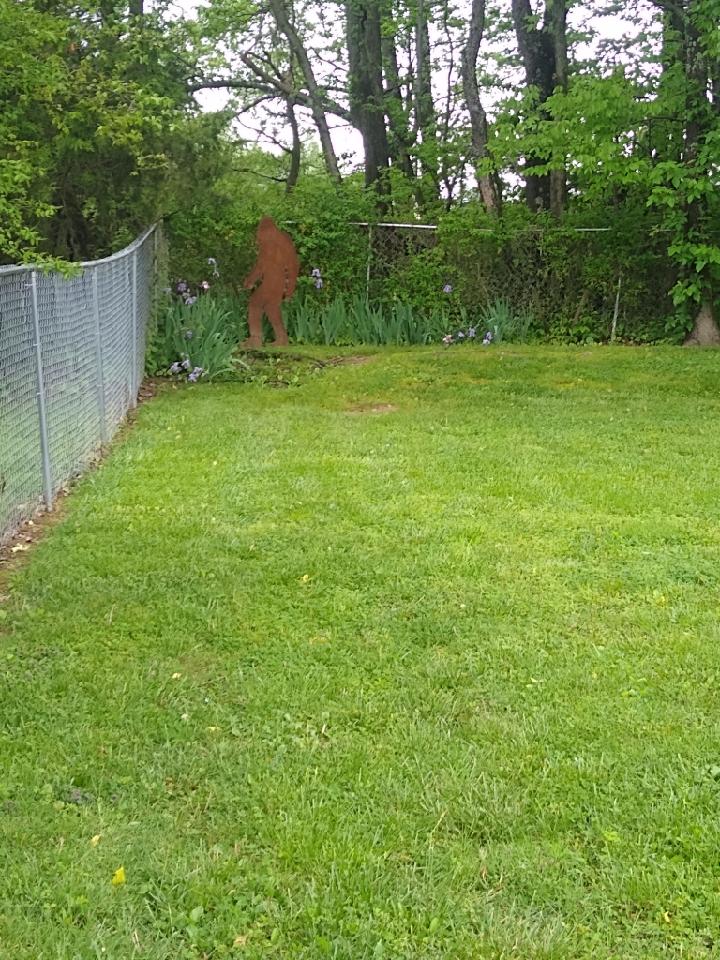 A large lawn with a chain link fence and trees in the background.