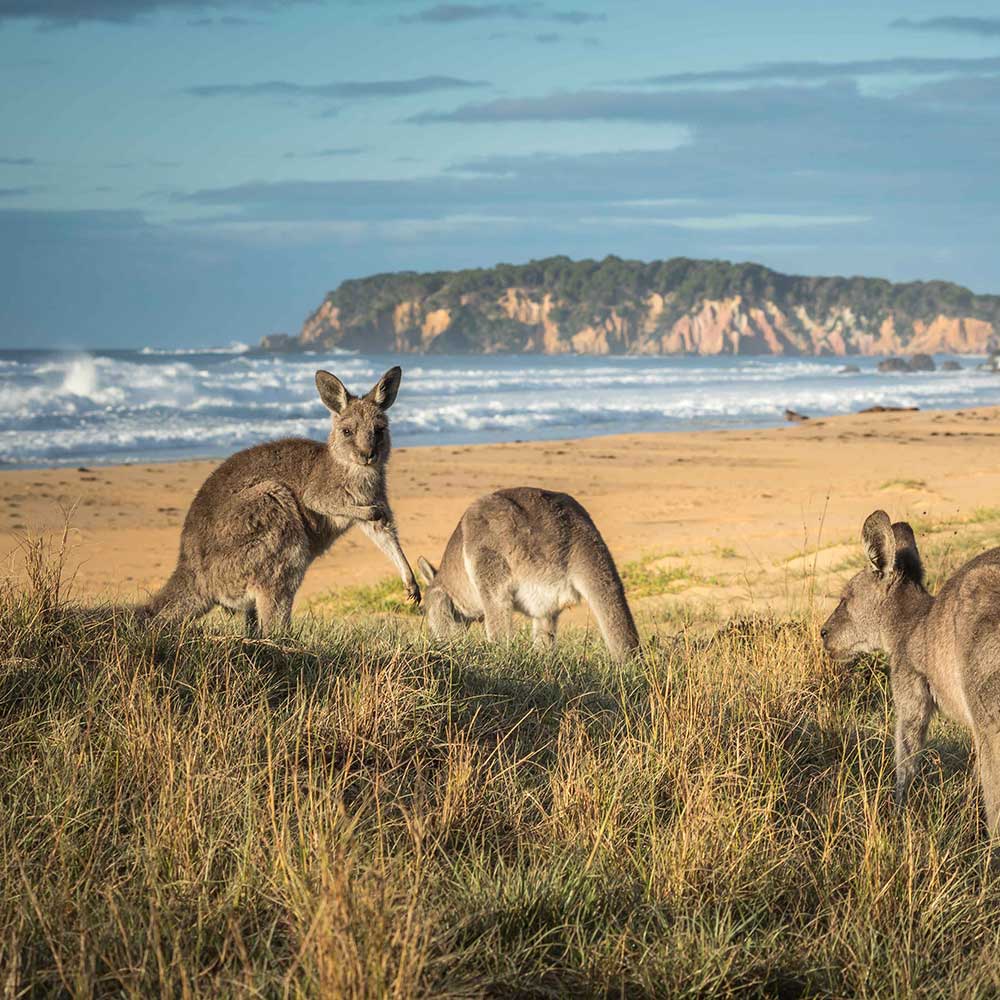 Sapphire Coast Kayak Tours | Sapphire Coast Guiding Co