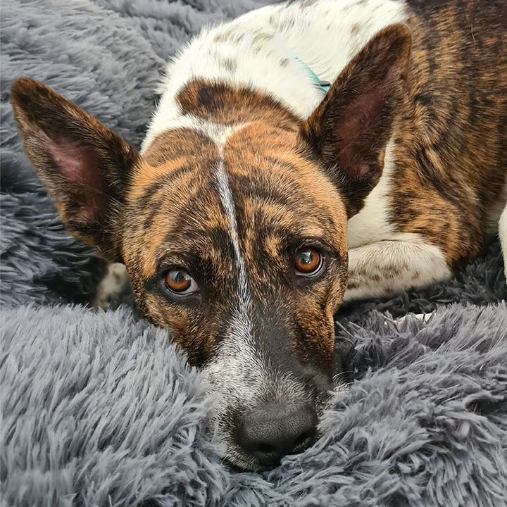 cattle dog angus