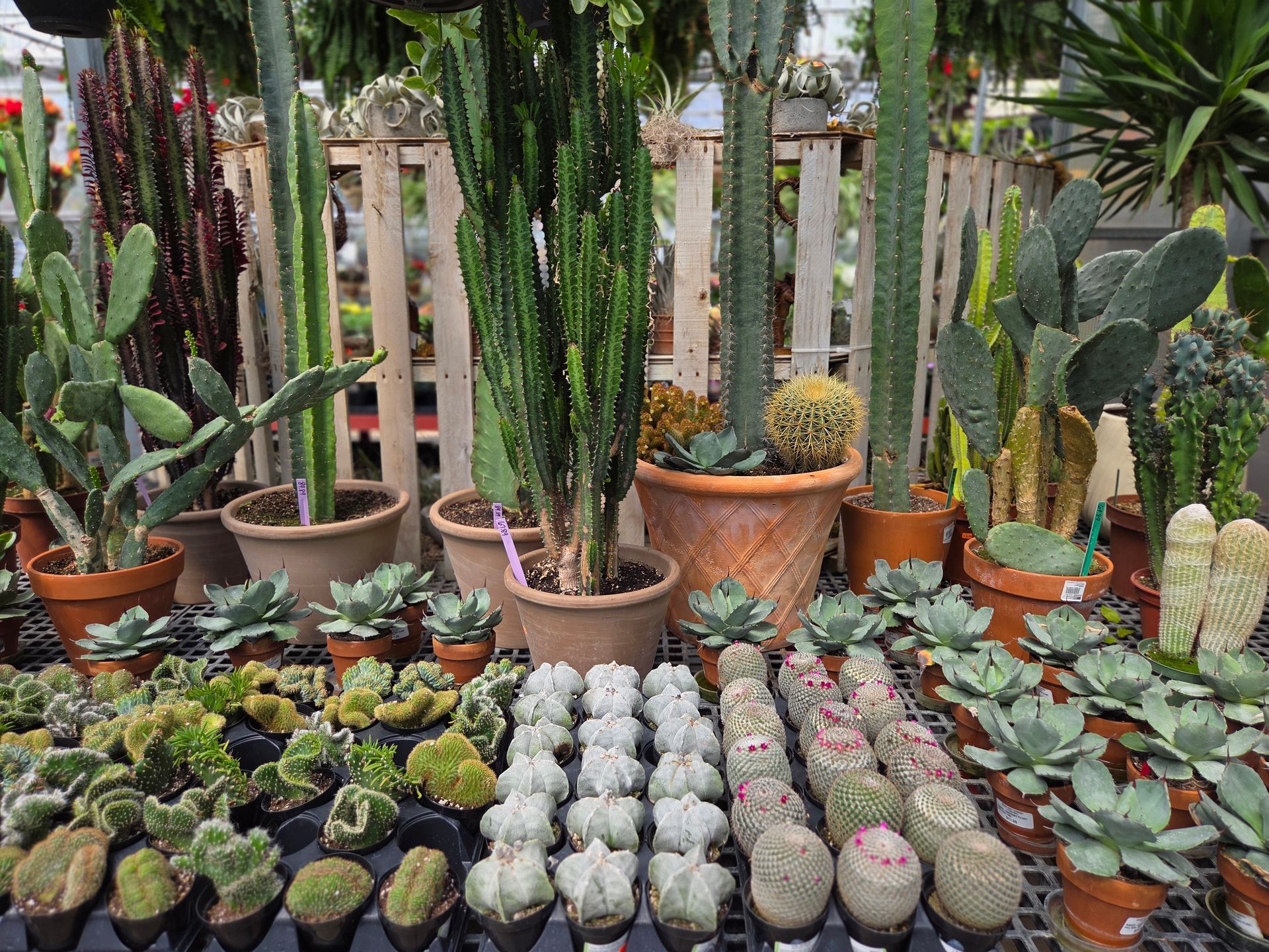 Perennial Flowers — Ronks, PA — Sunny Spot Nursery