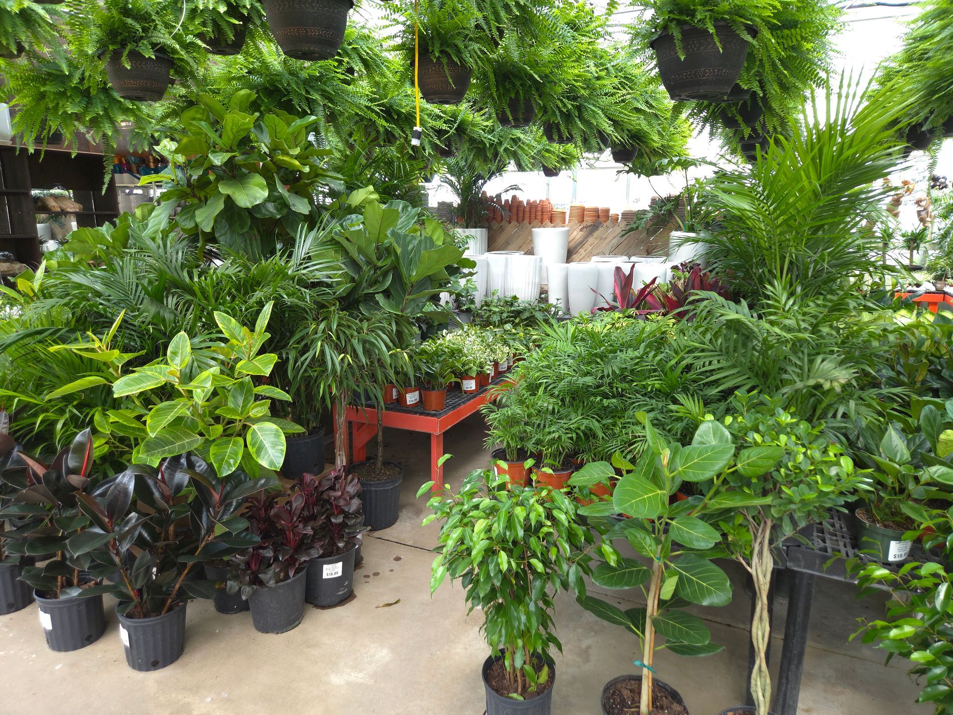 Houseplants — Ronks, PA — Sunny Spot Nursery